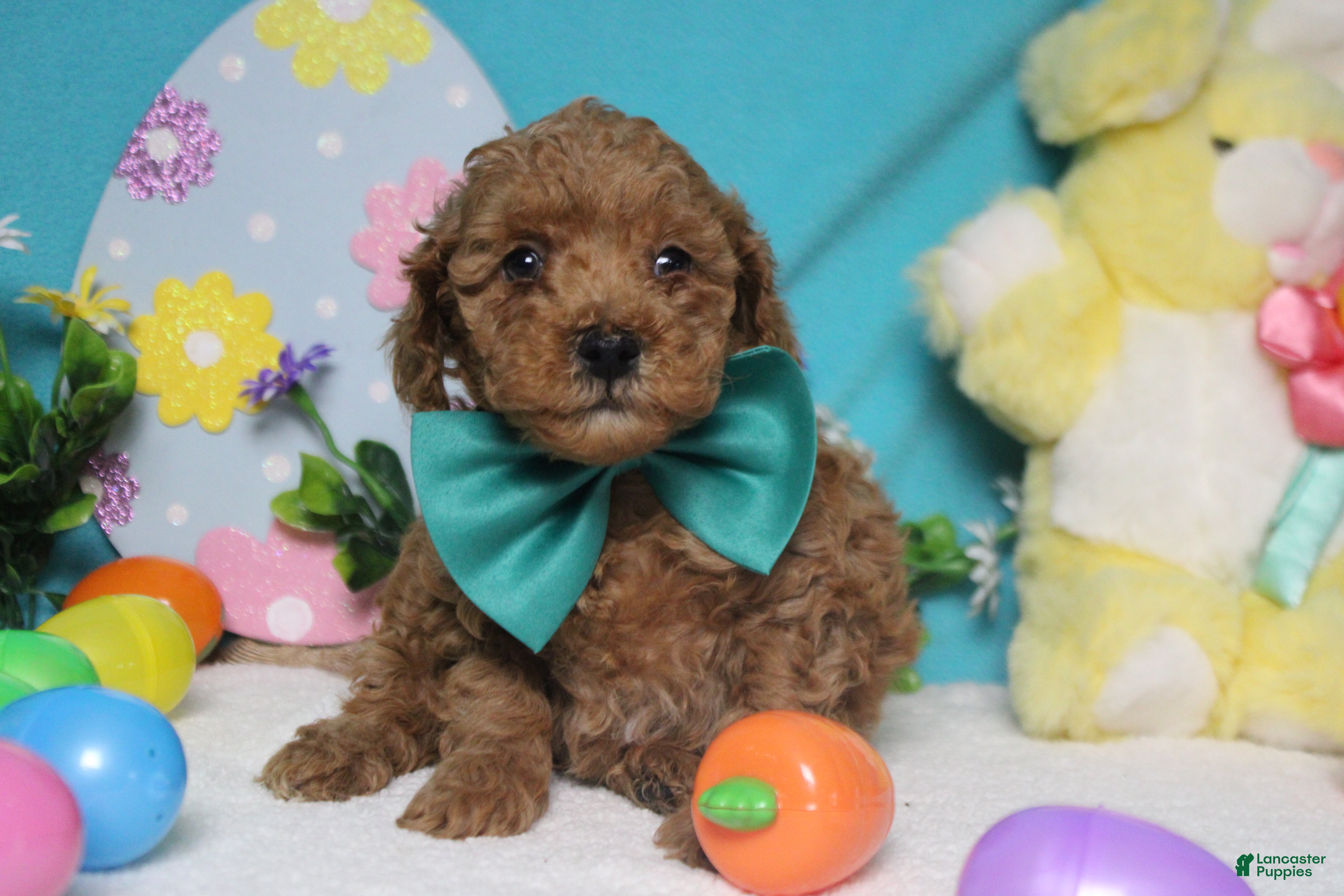 Miniature Poodle dogs Rufus - Ad 27