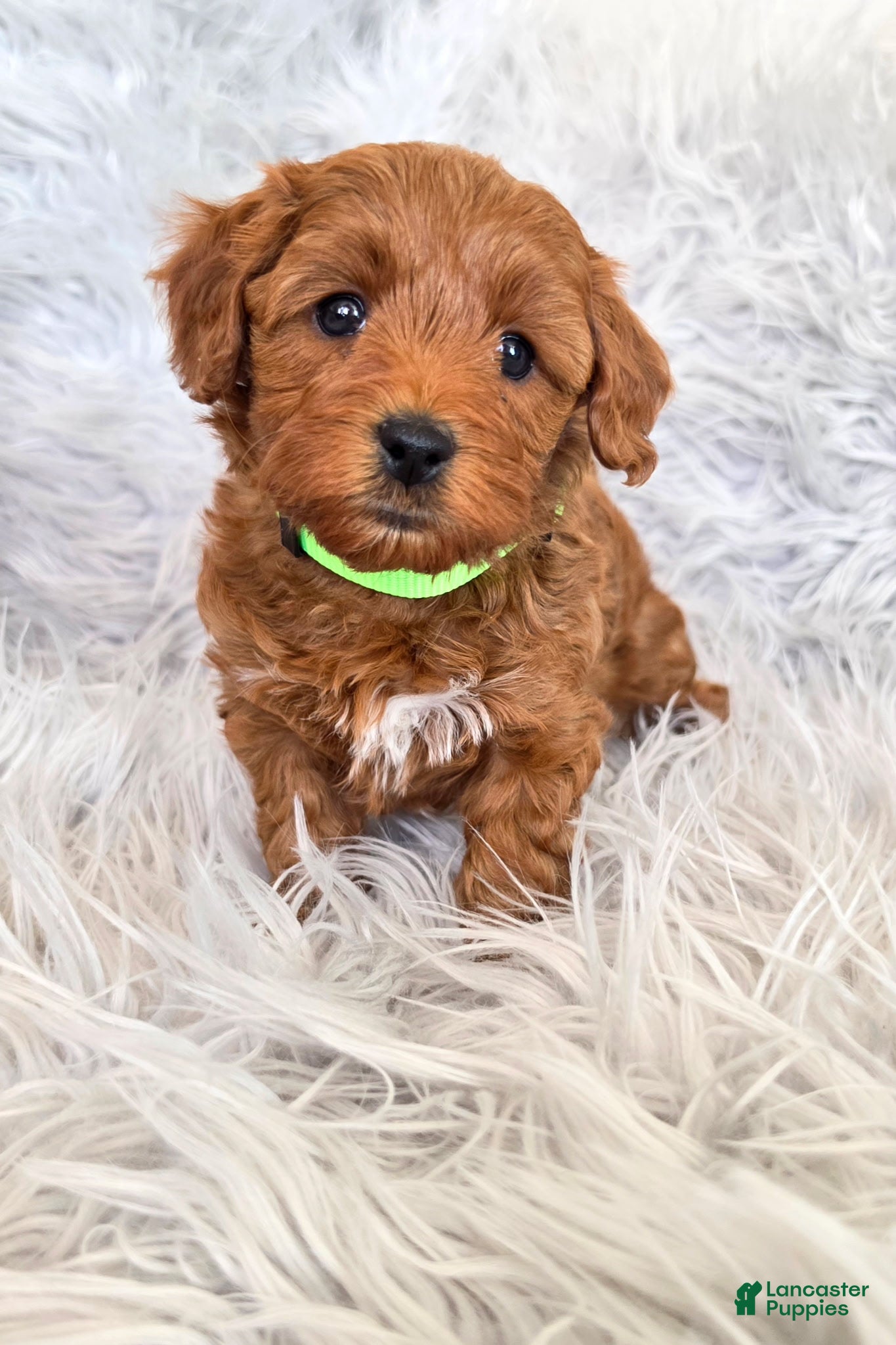 Mini Goldendoodle dogs  Pisces - Female - Ad 1