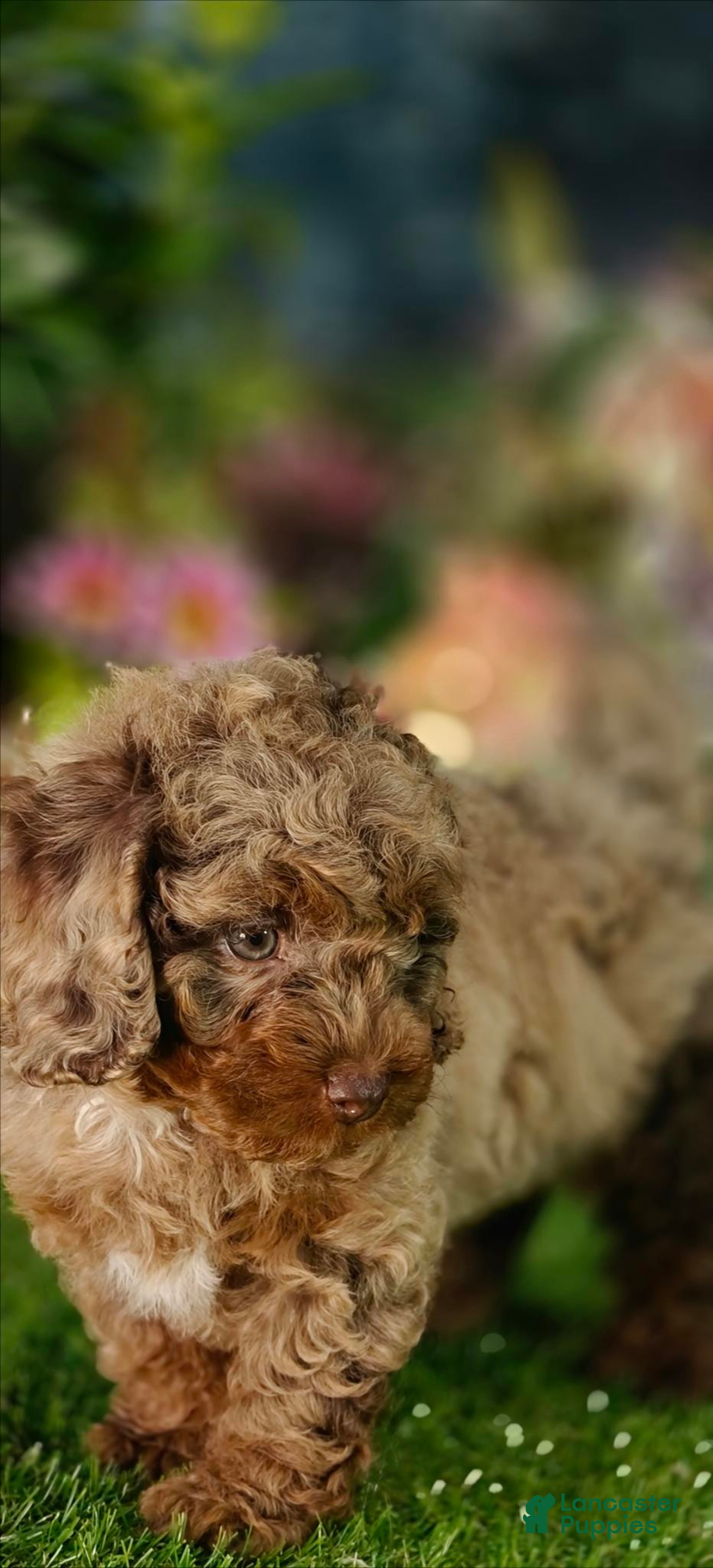 Cavapoo dogs Hunter (Micro Cavapoo) - Ad 2