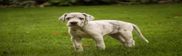 Great Dane dogs for sale: Beatrice Great Dane  - Ad 7