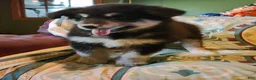 Alaskan Malamute dogs for sale: Alaskan Malamute Puppy 1 - Ad 6