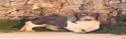 Miniature Dachshund dogs for sale: Lill - Ad 7