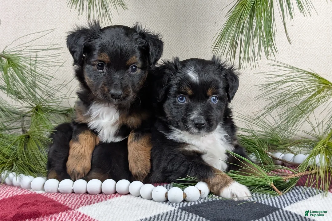 Toy Australian Shepherd dogs for sale: Banjo - Ad 20