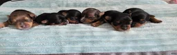 Yorkshire Terrier dogs for sale: Monica - Ad 6
