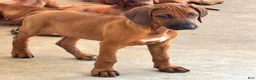 Rhodesian Ridgeback dogs for sale: Rhodesian Ridgeback Mr Royal Blue - Ad 5