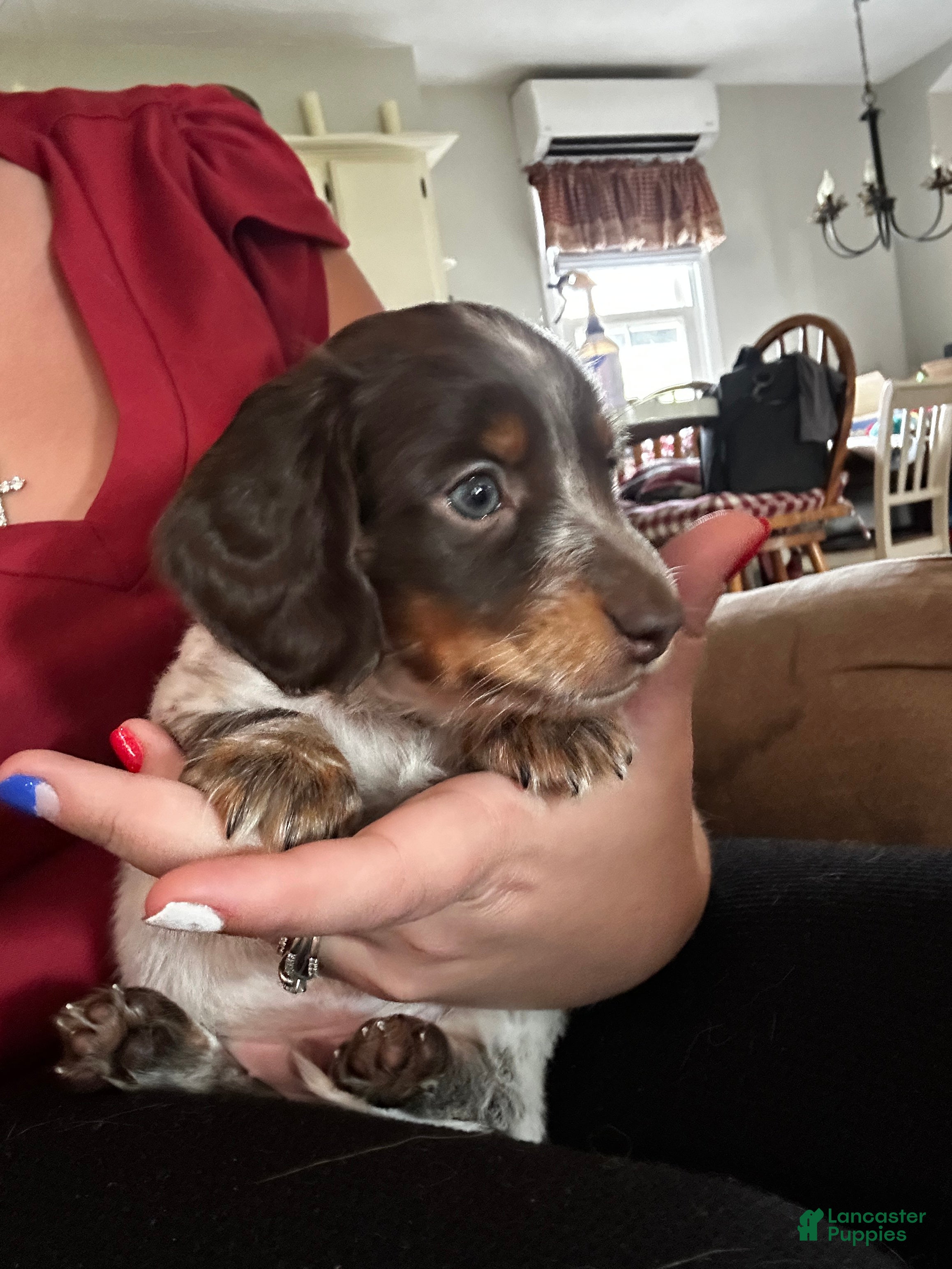 Miniature Dachshund dogs Rocky - Ad 12