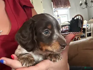 Miniature Dachshund dogs Rocky - Ad 12
