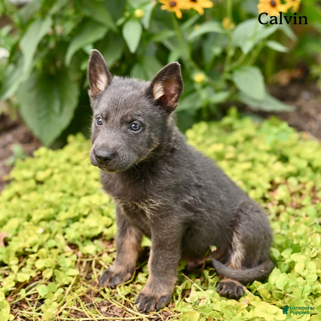 German Shepherd dogs for sale: Calvin - Ad 5