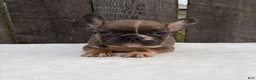 French Bulldog dogs for sale: Brantley - Ad 5