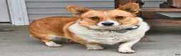 Welsh Corgi Pembroke dogs for sale: Kylie - Ad 4
