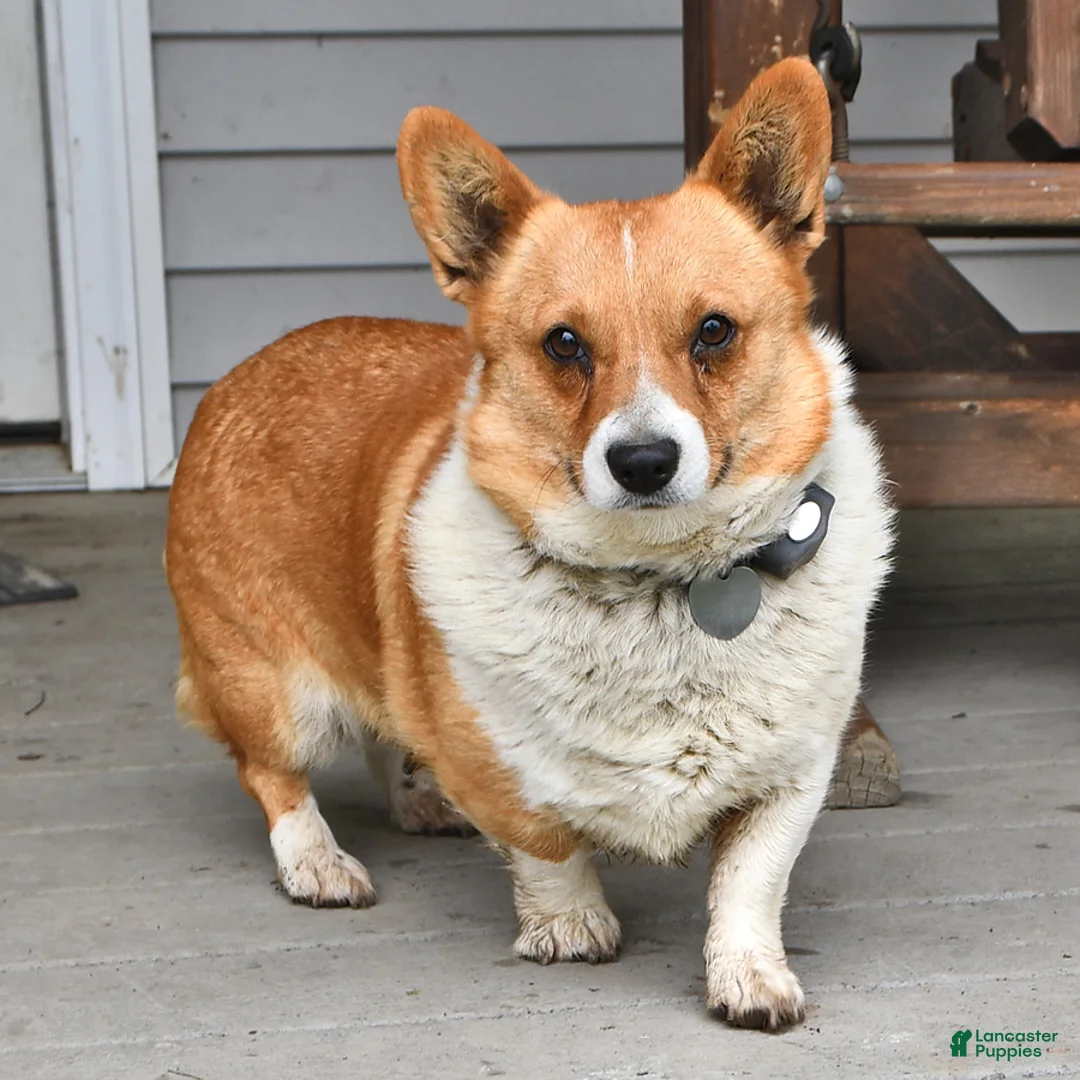 Welsh Corgi Pembroke dogs for sale: Kylie - Ad 4