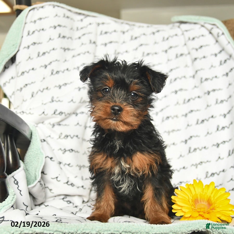 Yorkiepoo dogs Ralph - Ad 2