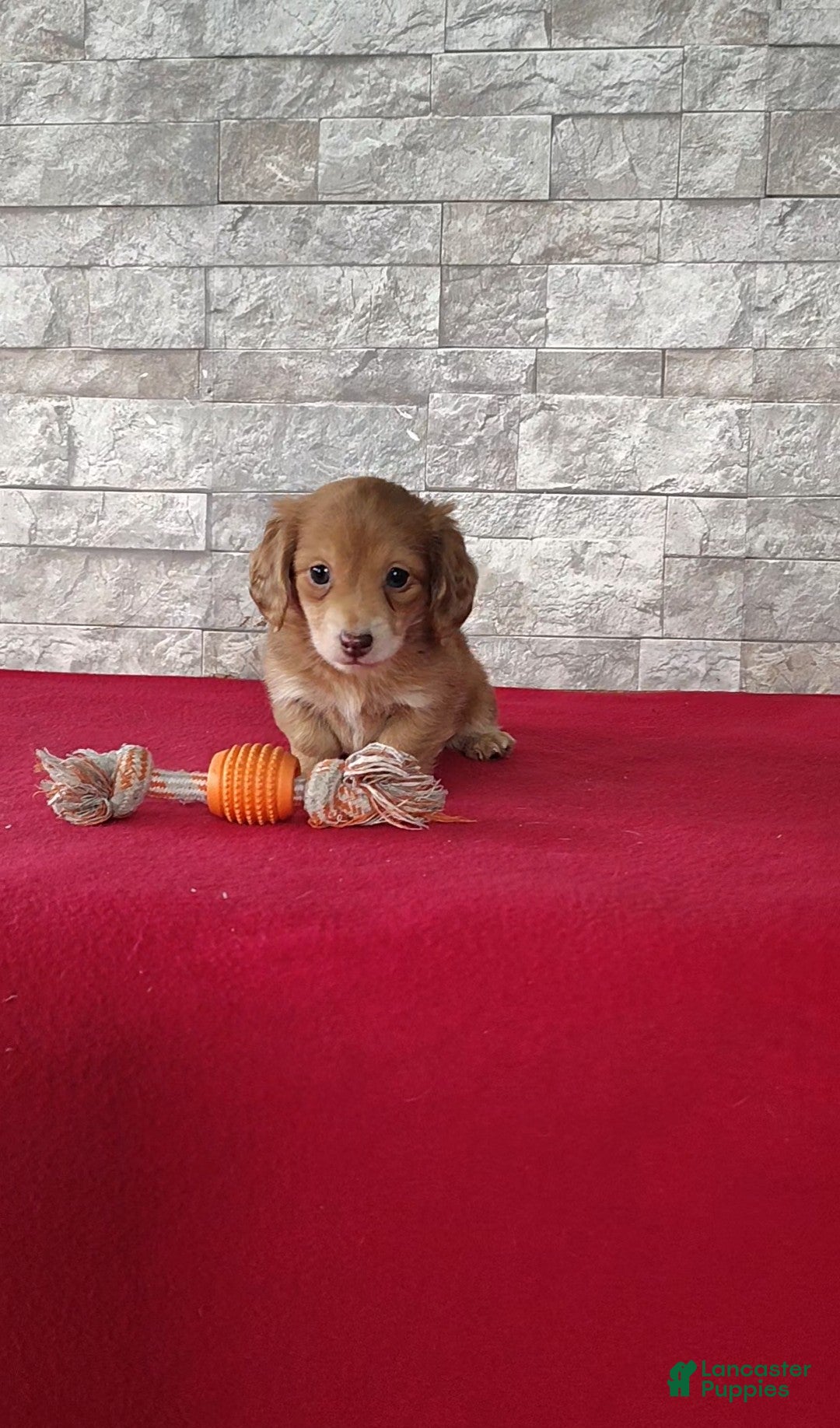 Miniature Dachshund dogs Fluffy - Ad 1