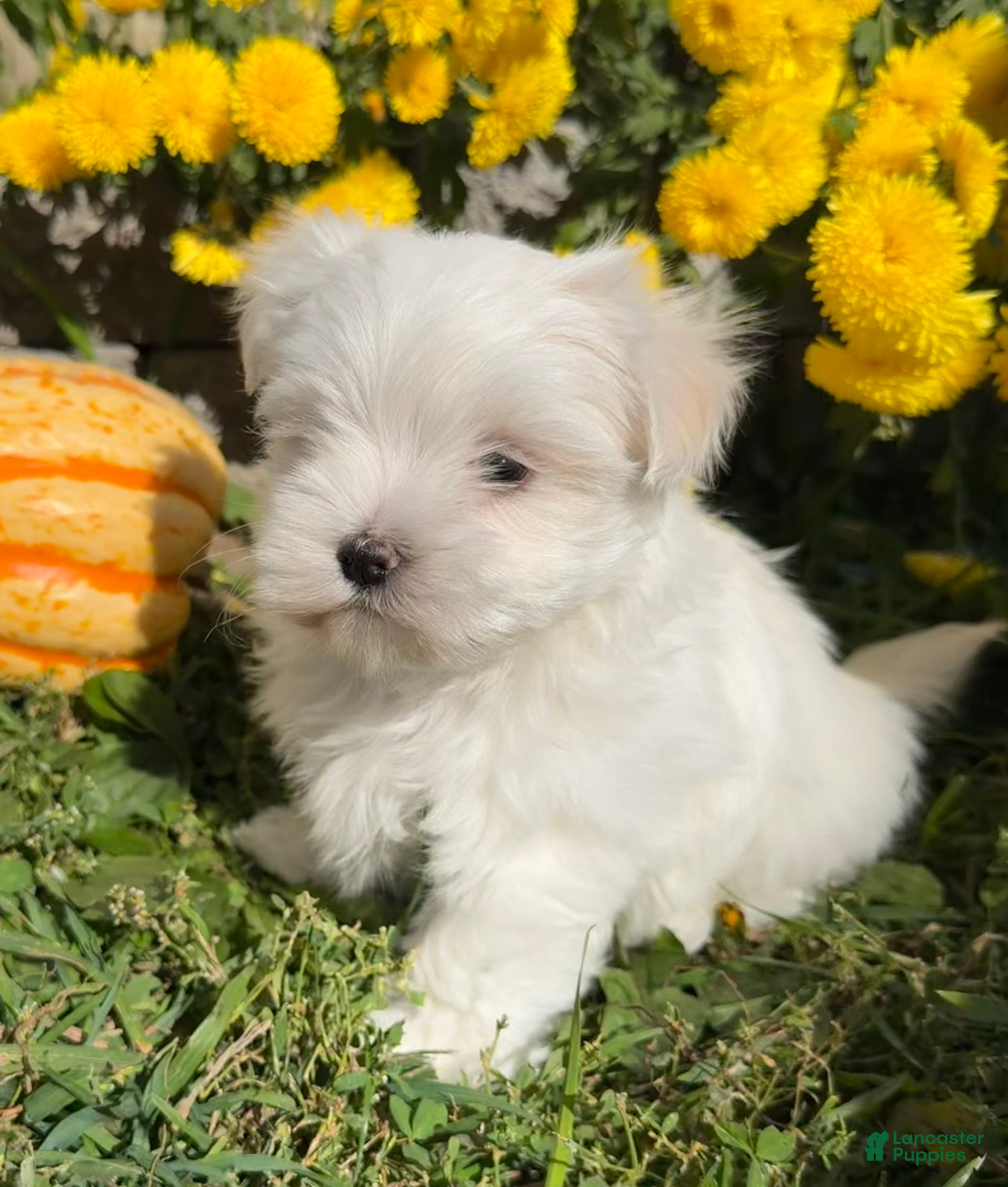 Maltese dogs Cooper - Ad 2