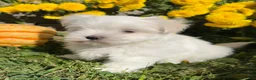 Maltese dogs for sale: Cooper - Ad 2