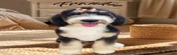 Bernedoodle dogs for sale: Bernedoodle 2 - Ad 2