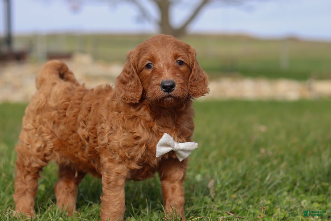 Goldendoodle dogs for sale: Cider - Ad 5