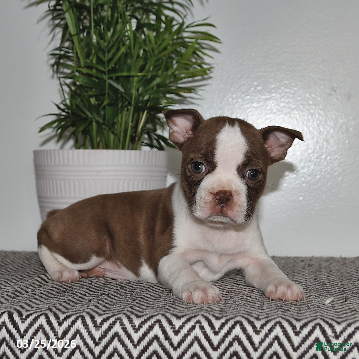 Boston Terrier dogs Penny - Ad 1