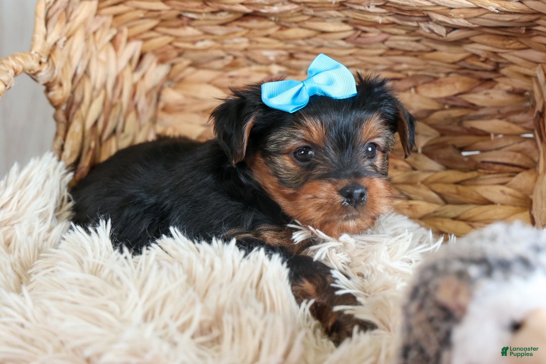 Yorkshire Terrier dogs for sale: CHARLIE - Ad 5