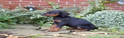 Doberman Pinscher dogs for sale: Orchid - Ad 5