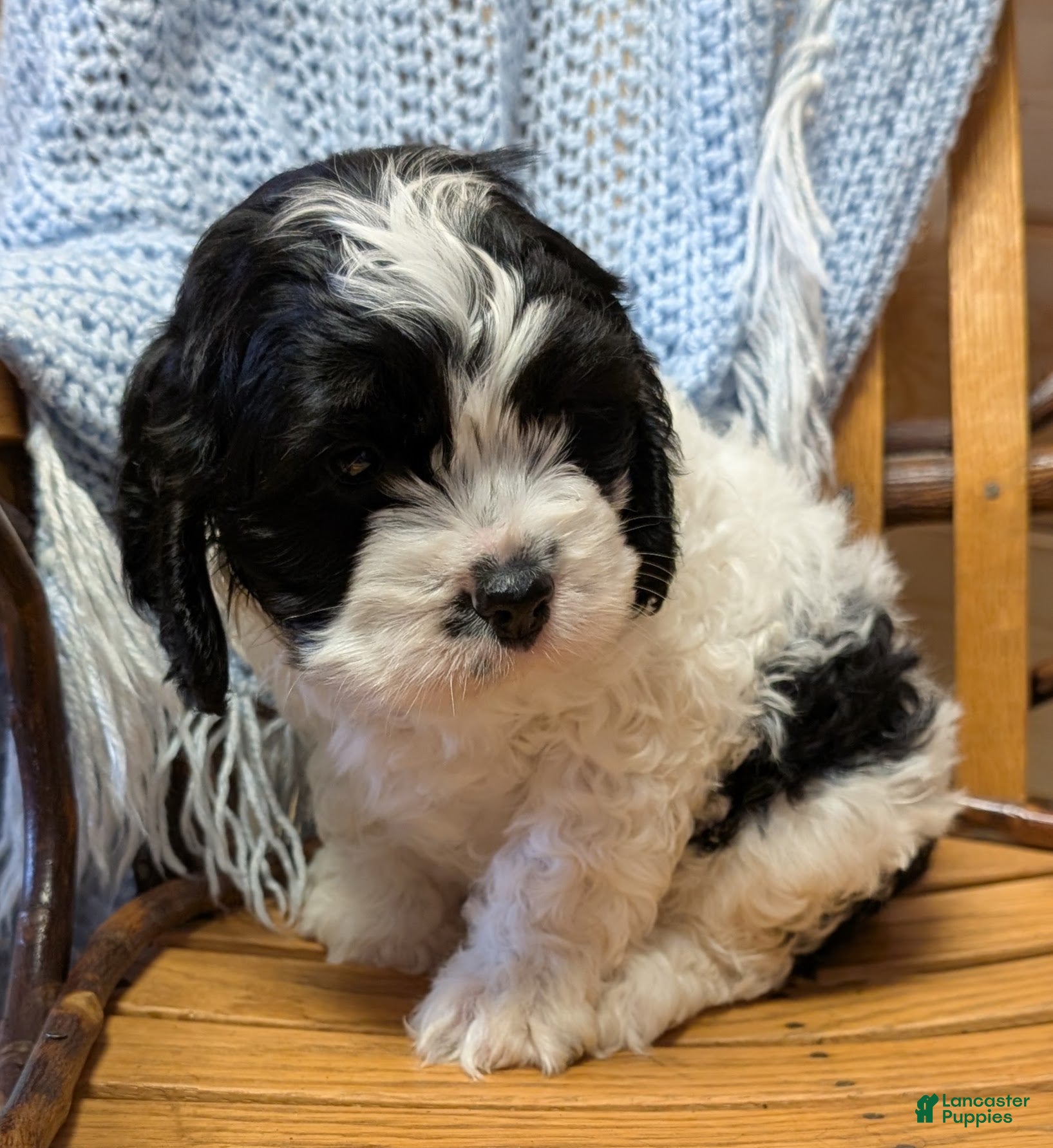 Cockapoo dogs Panda - Ad 2