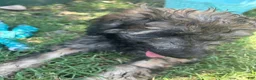 Bordoodle dogs for sale: Roxy - Ad 5