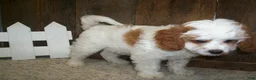 Cavapoo dogs for sale: Asher - Ad 5
