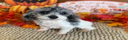 Cockapoo dogs for sale: Buttons - Ad 5