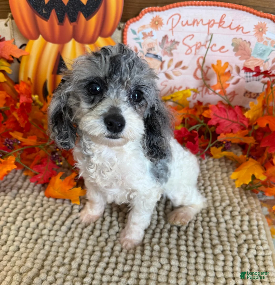Cockapoo dogs for sale: Buttons - Ad 5