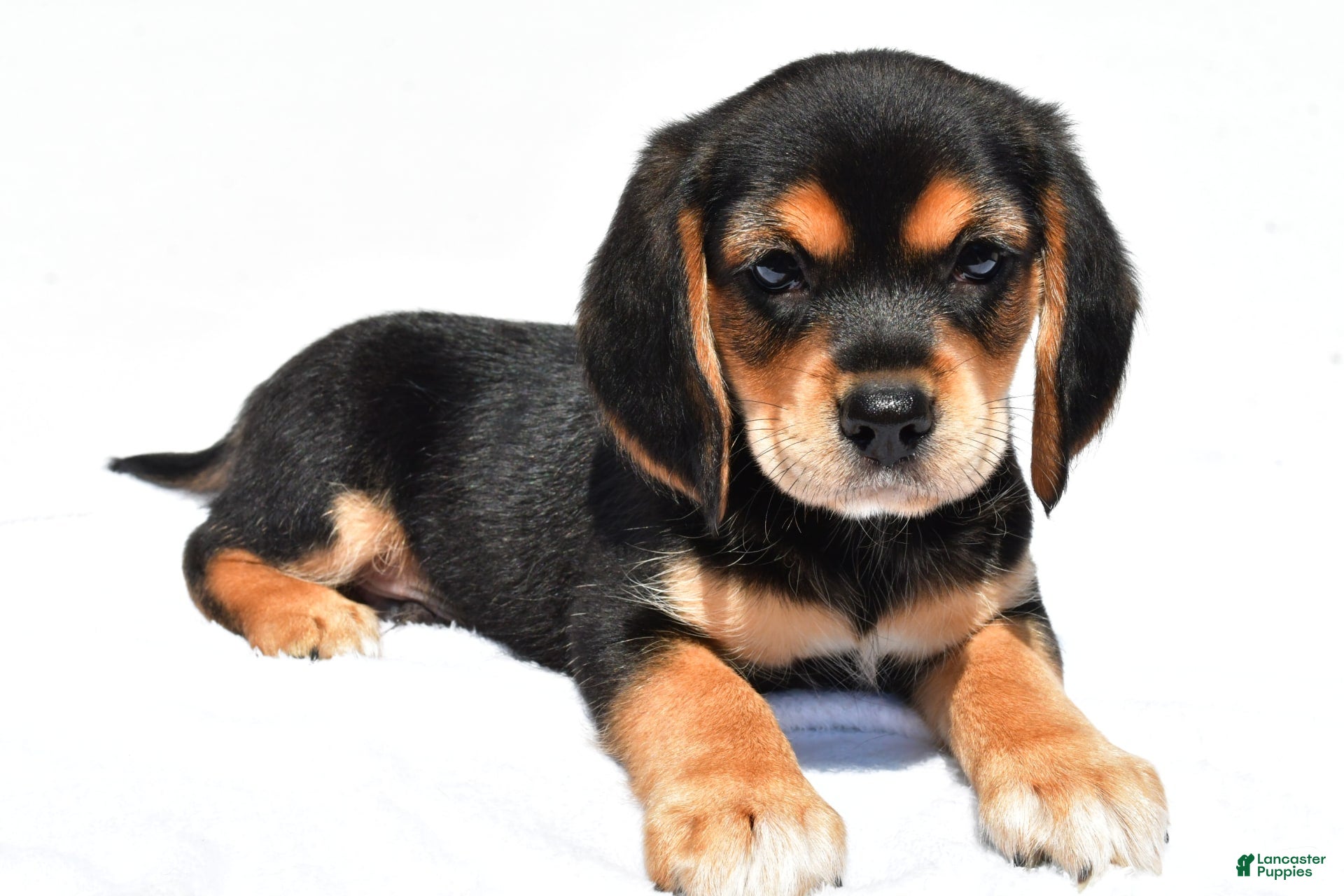 Beaglier Puppies for sale Lancaster Puppies - Main Image