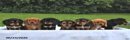 Beaglier dogs for sale: Cookie - Ad 5