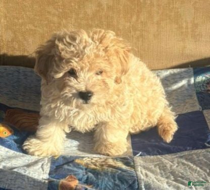Cavapoo dogs Cavapoo 1 - Ad 15