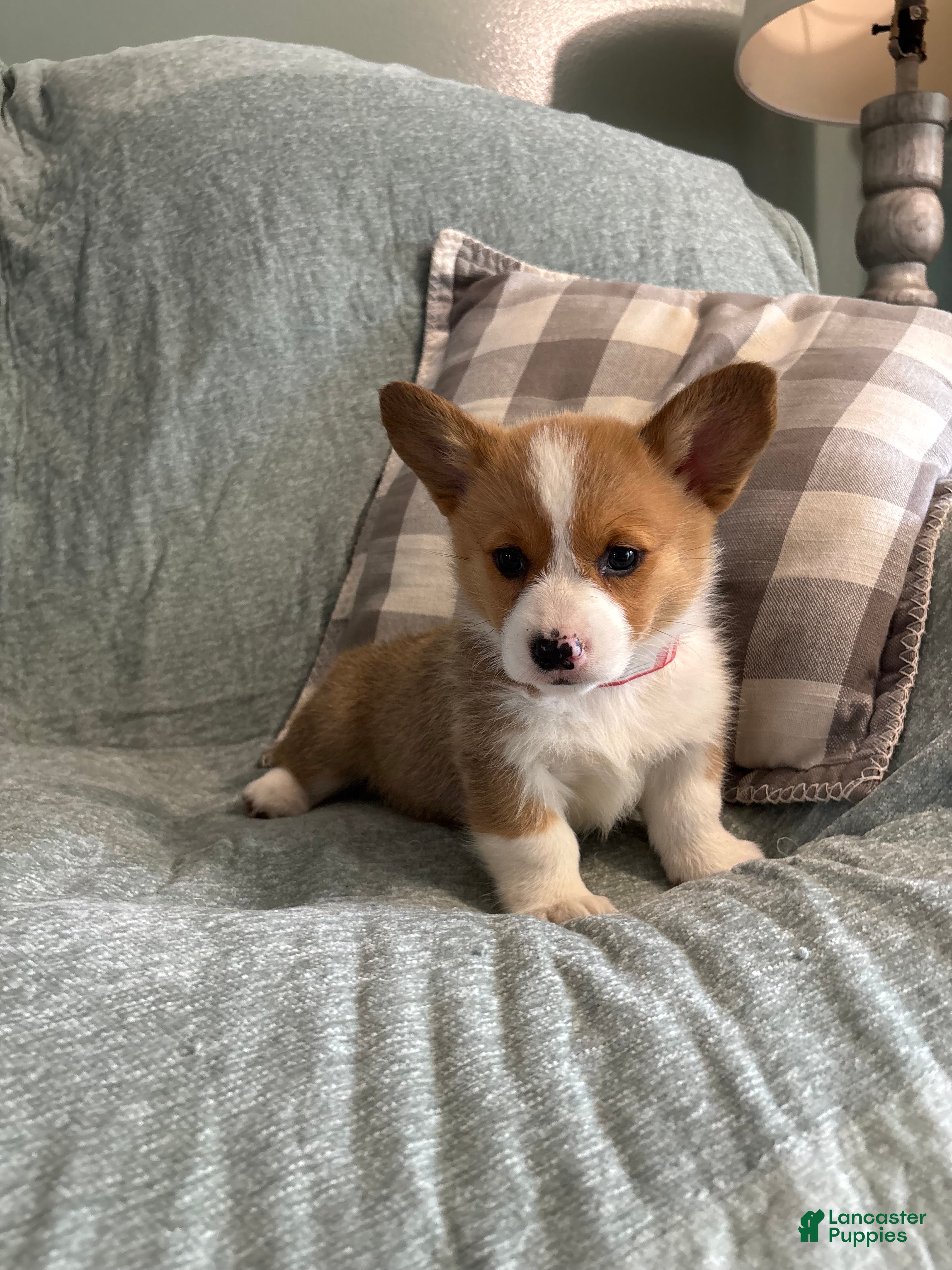 Welsh Corgi Pembroke dogs Welsh Corgi Pembroke 4 - Ad 1