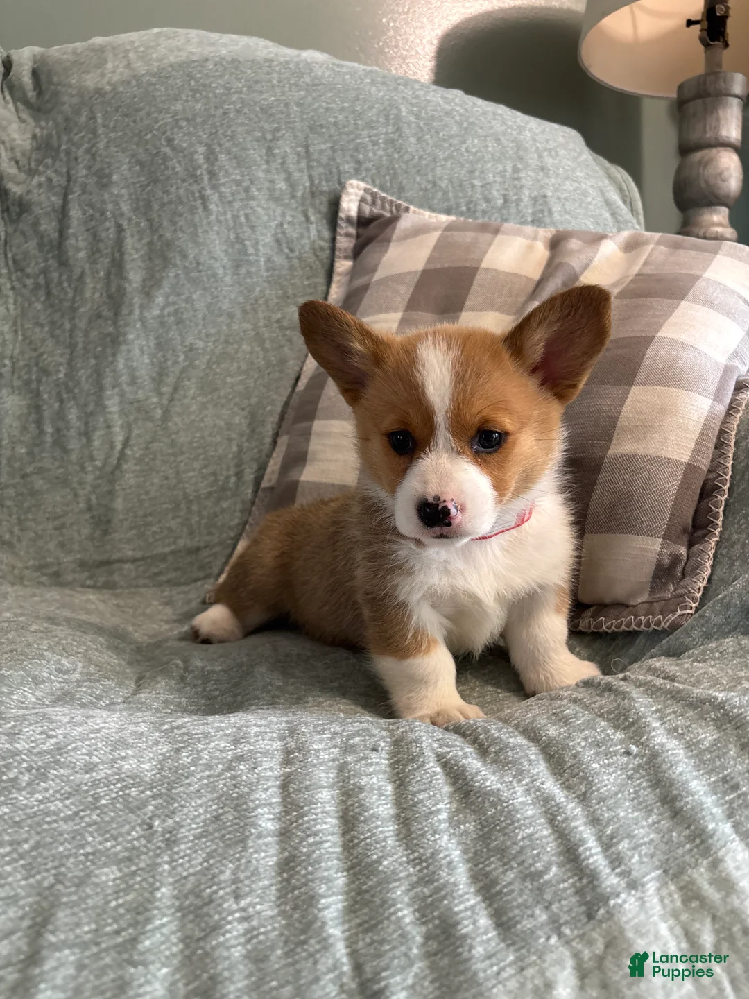 Welsh Corgi Pembroke dogs for sale: Welsh Corgi Pembroke 4 - Ad 1