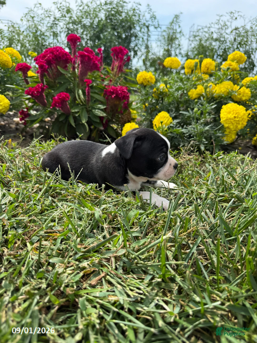 Boston Terrier dogs for sale: Henry - Ad 3