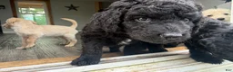 Double Doodle dogs for sale: Double Doodle 3 - Ad 1