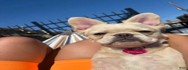 Layla