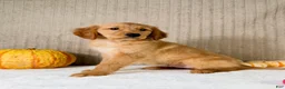 Golden Retriever dogs for sale: Rocco - Ad 5