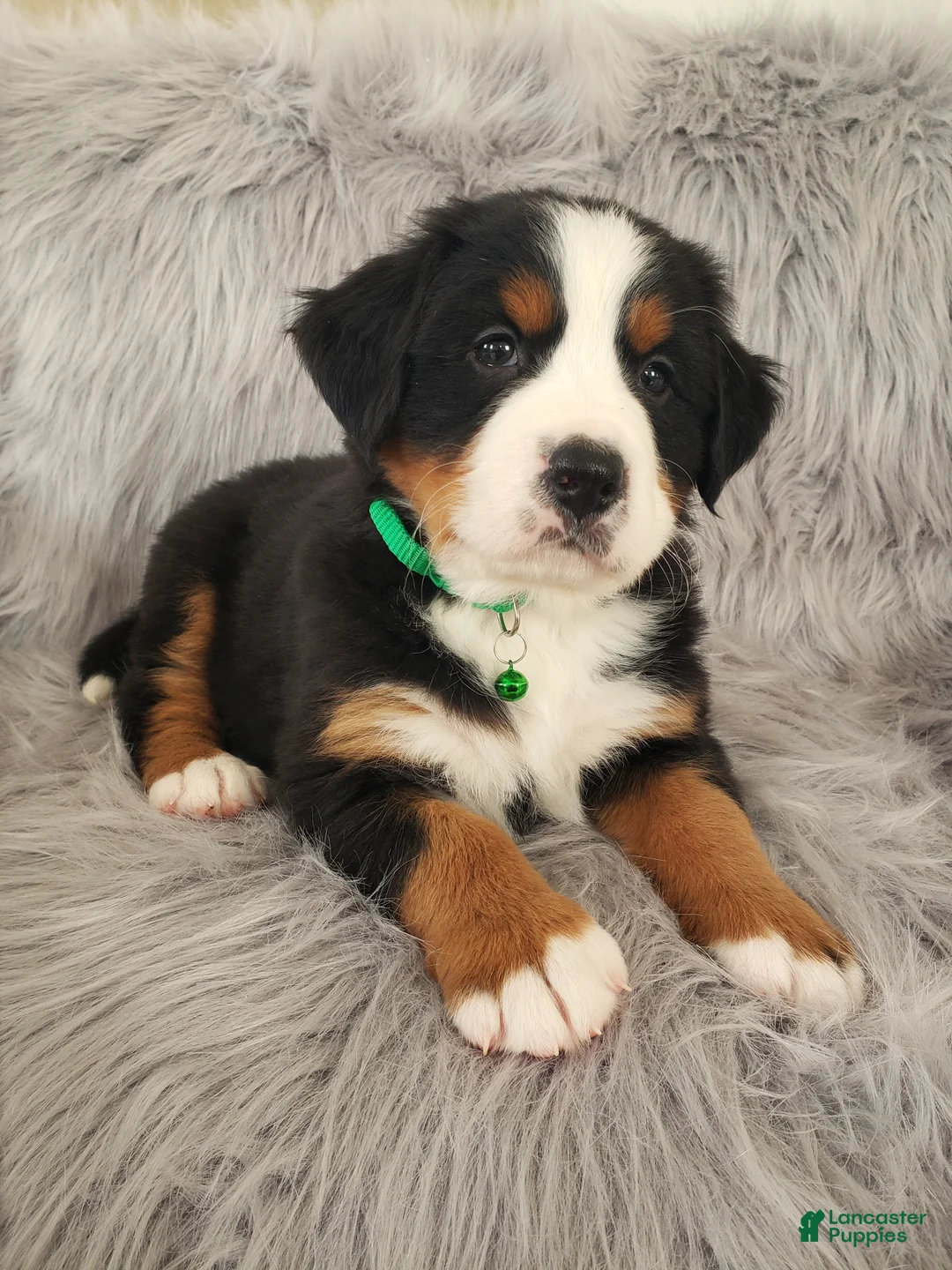 Bernese Mountain Dog dogs for sale: Maverick-Health Tested Parents - Ad 5