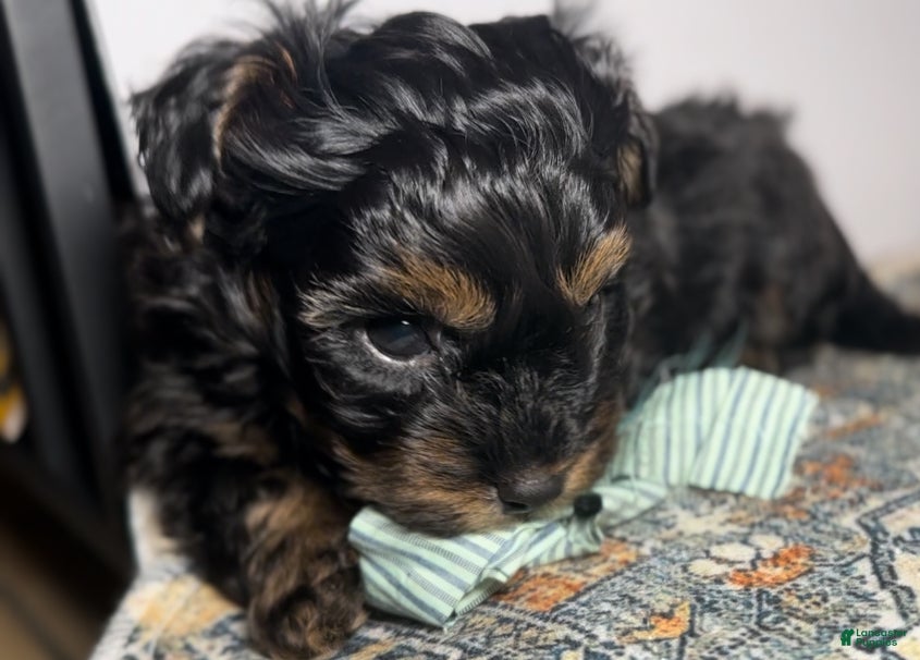 Mixed Breed dogs Prince - Ad 2