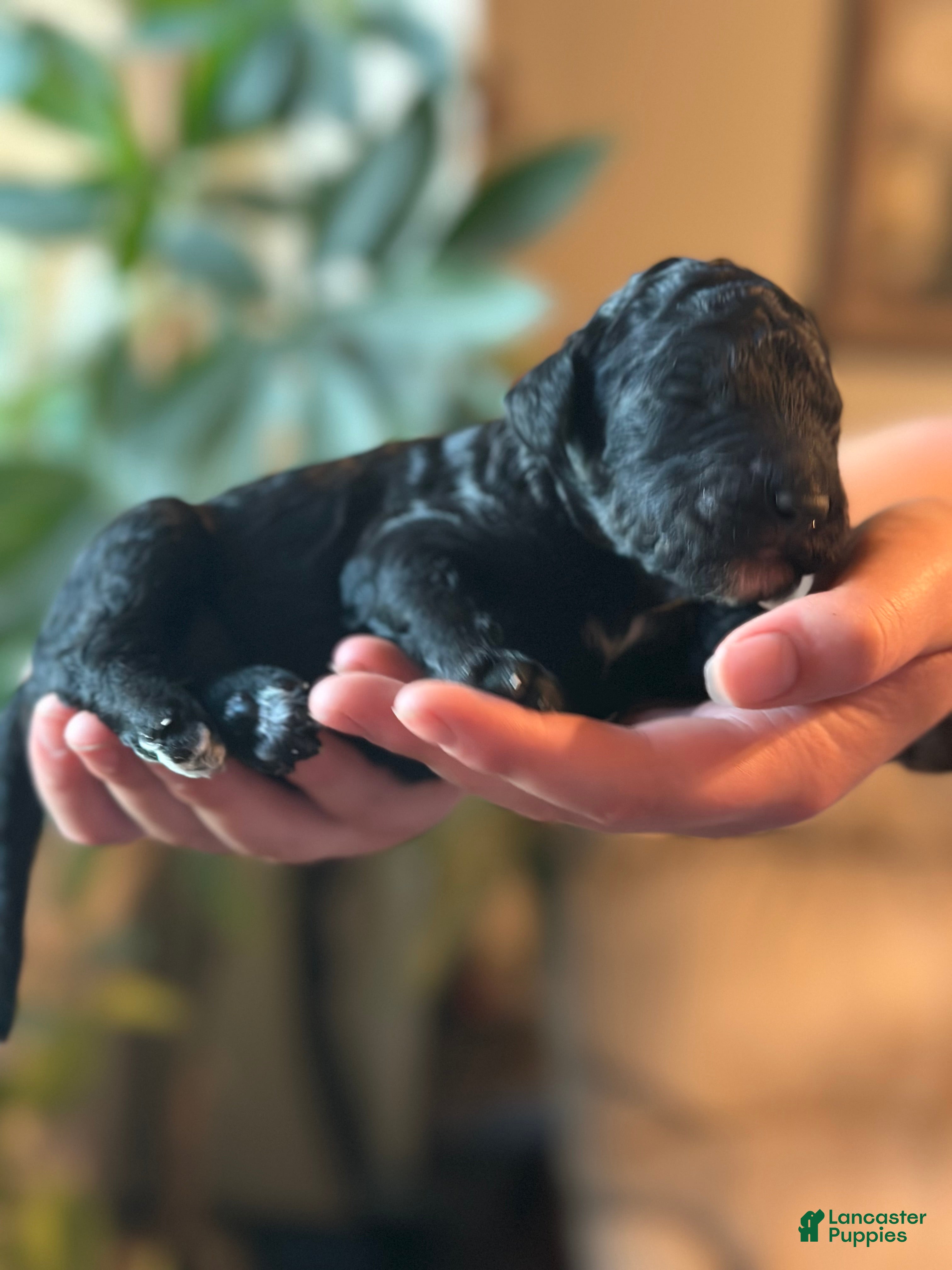 Standard Poodle dogs Standard Poodle 1 - Ad 1