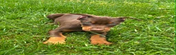 Doberman Pinscher dogs for sale: Red Male - Ad 4