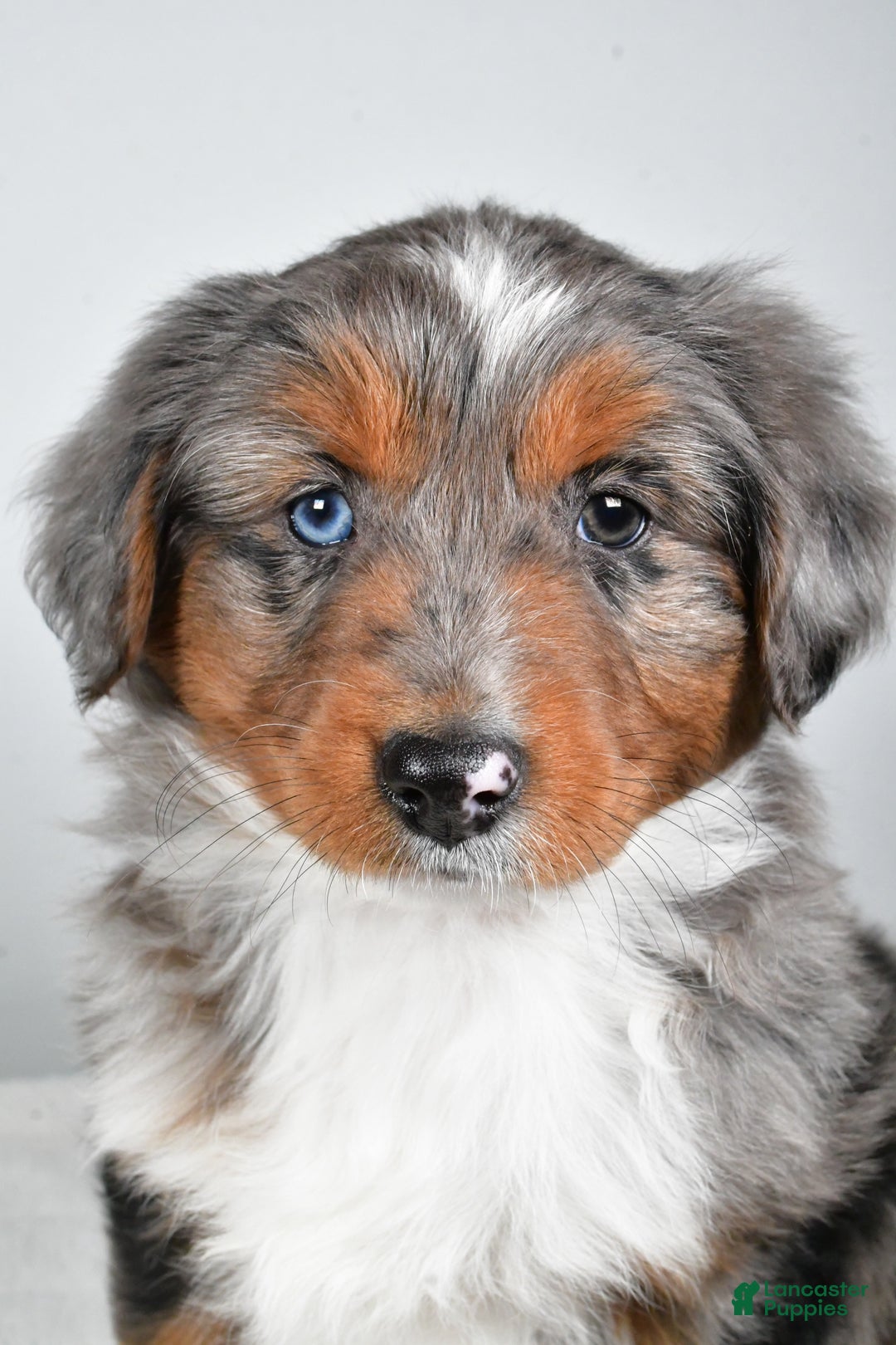 Miniature Australian Shepherd dogs for sale: Richie - Ad 3