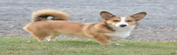 Welsh Corgi Pembroke dogs for sale: Ava - Ad 14