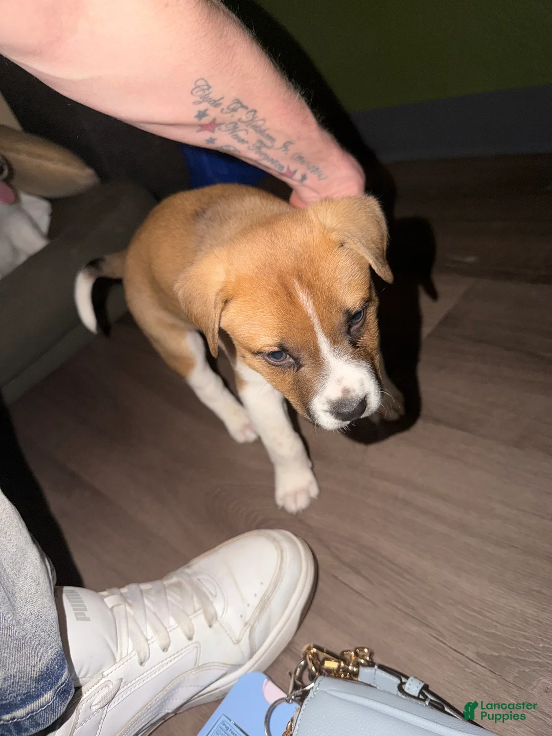 Mixed Breed dogs for sale: Mixed Breed Puppy 1 - Ad 1