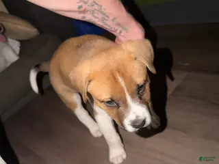 Mixed Breed dogs Mixed Breed Puppy 1 - Ad 4