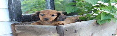 Miniature Dachshund 5