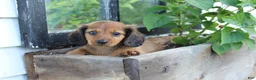 Miniature Dachshund dogs for sale: Teddy  - Ad 4