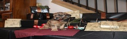Whoodle dogs for sale: Lester - Ad 3