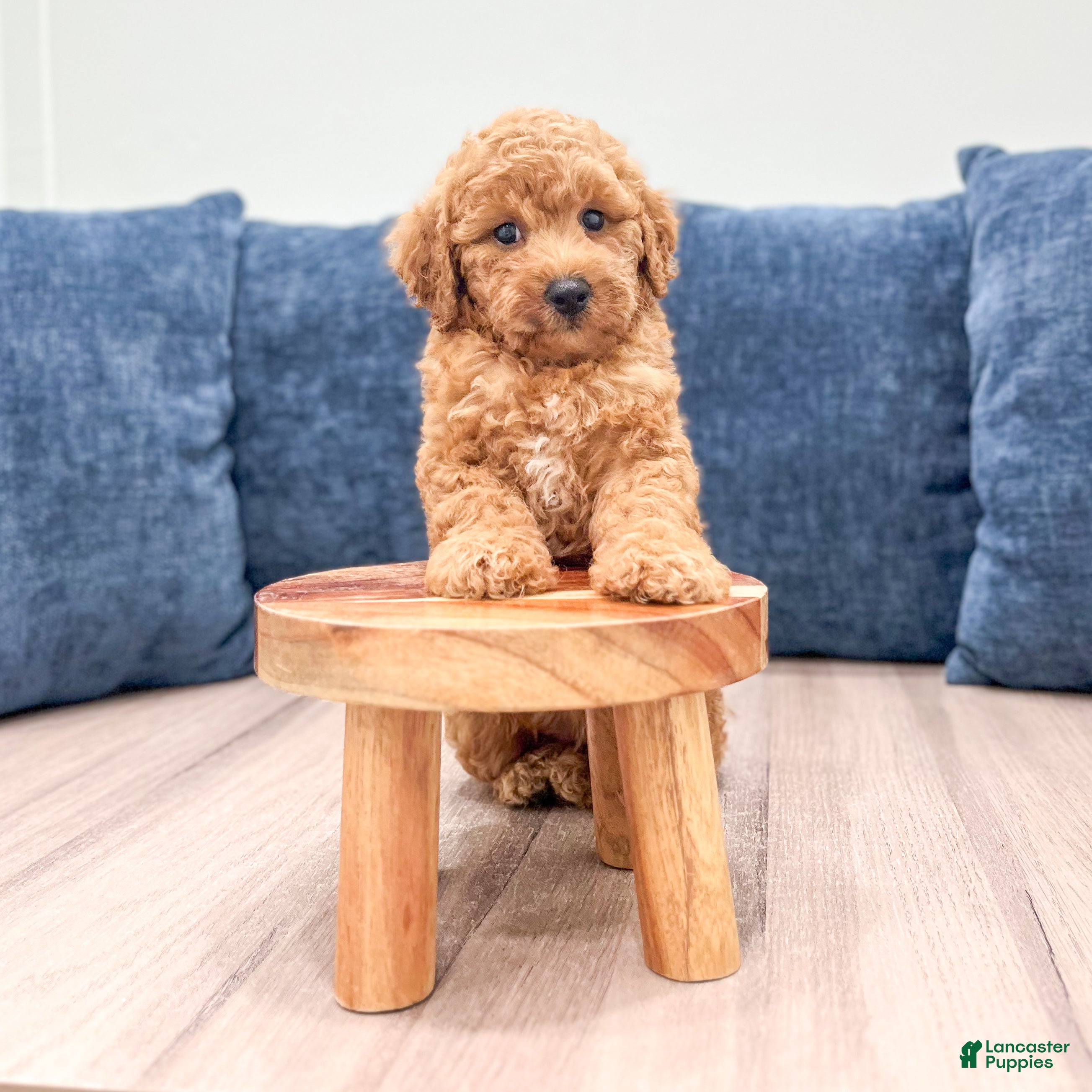 Miniature Labradoodle dogs Orchid - Ad 2